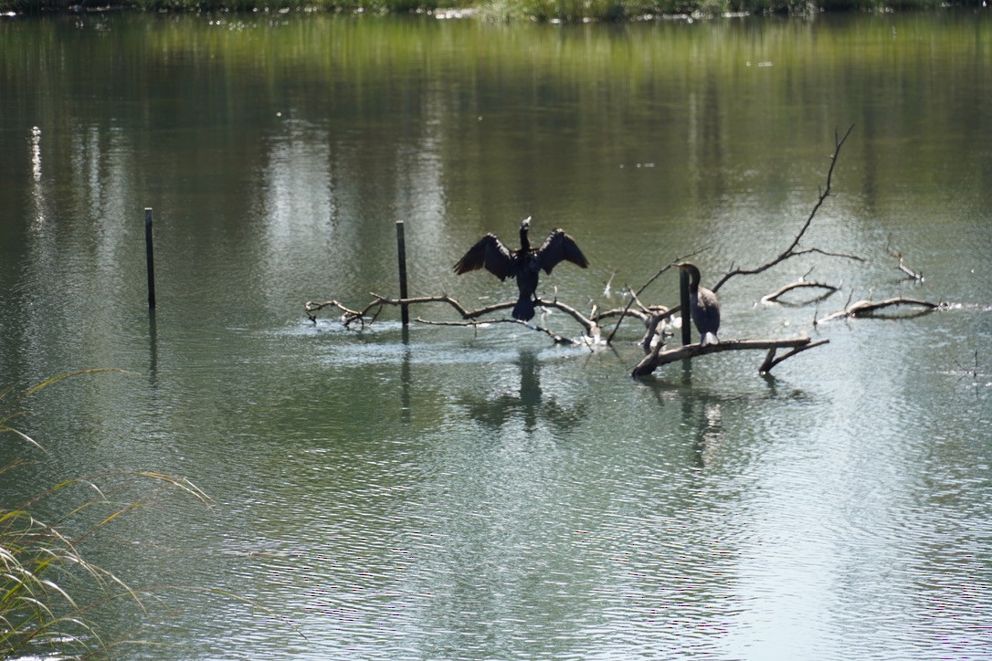 Double-crested Cormorant - ML643296502