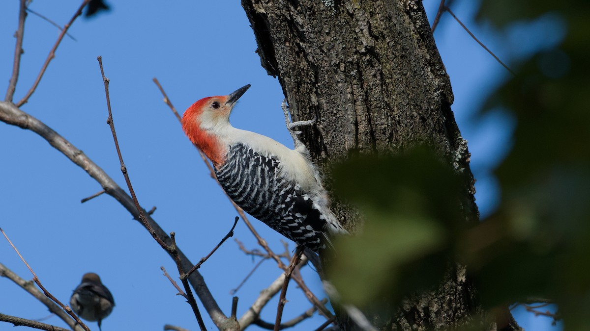 Red-bellied Woodpecker - ML643296504