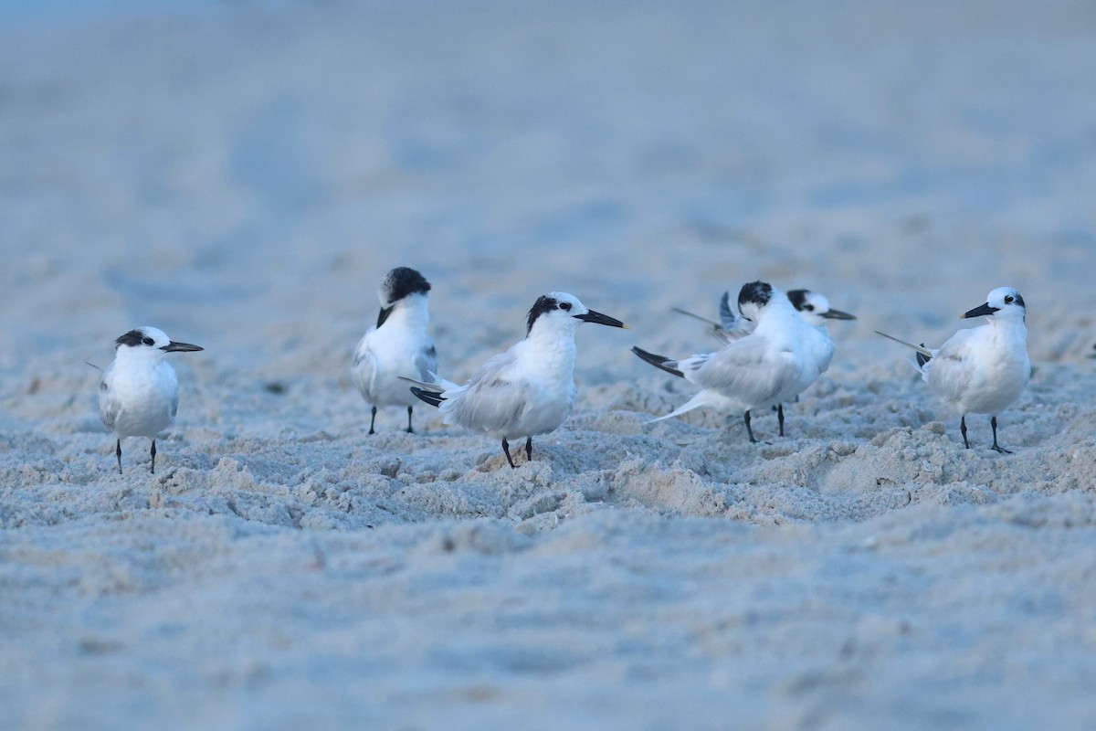 Sandwich Tern - ML643296506