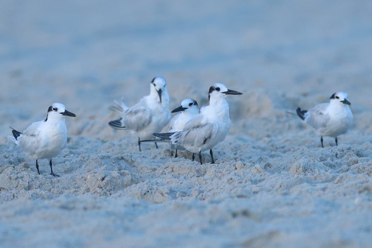 Sandwich Tern - ML643296507
