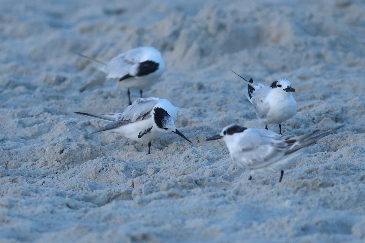 Sandwich Tern - ML643296508