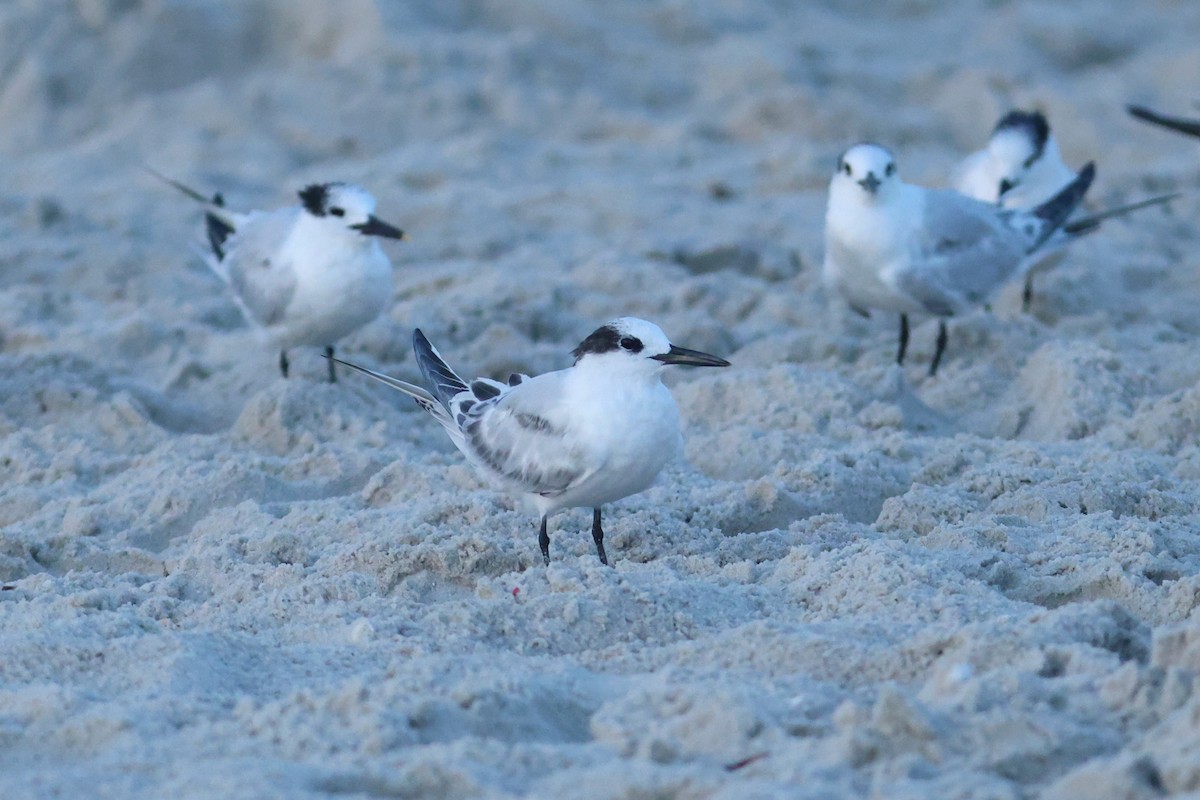 Sandwich Tern - ML643296509