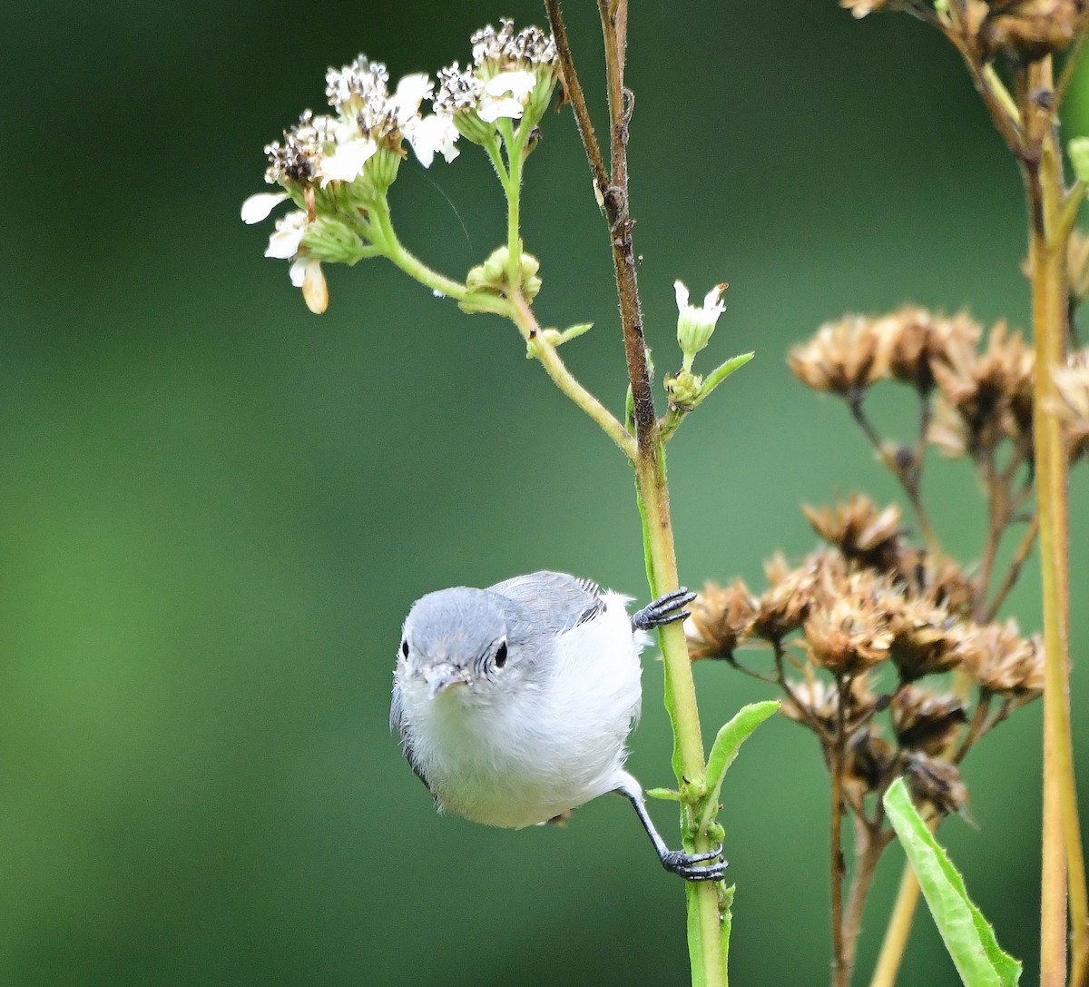 Blue-gray Gnatcatcher - ML643296510