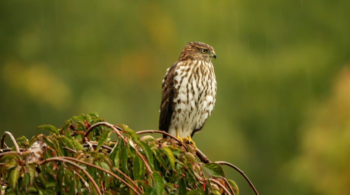 Merlin - ML643296511