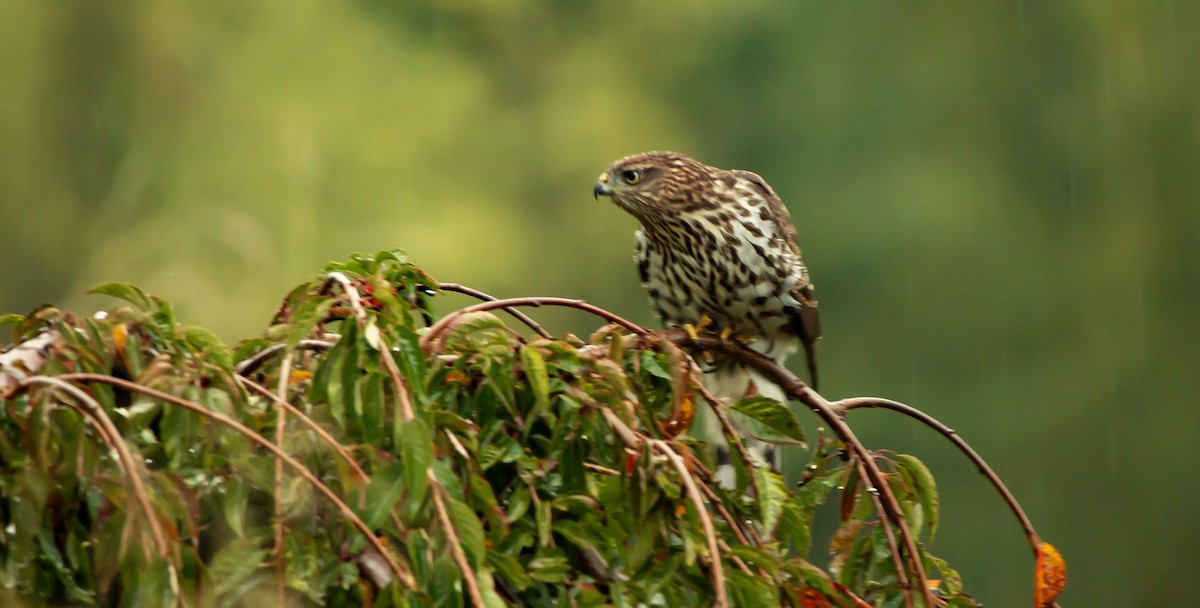 Merlin - ML643296512