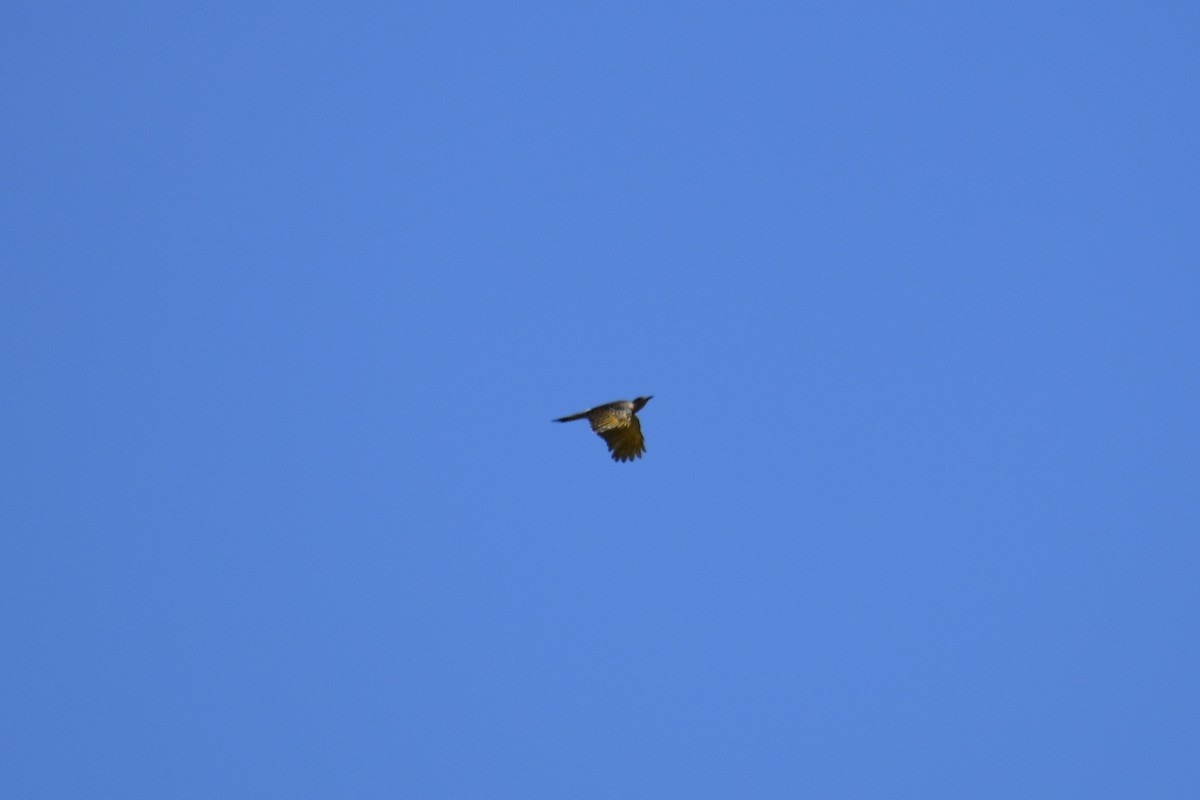 Northern Flicker - ML643296513
