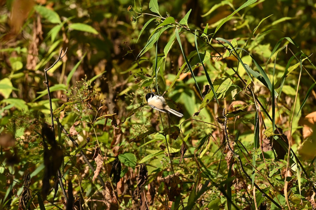 Black-capped Chickadee - ML643296514