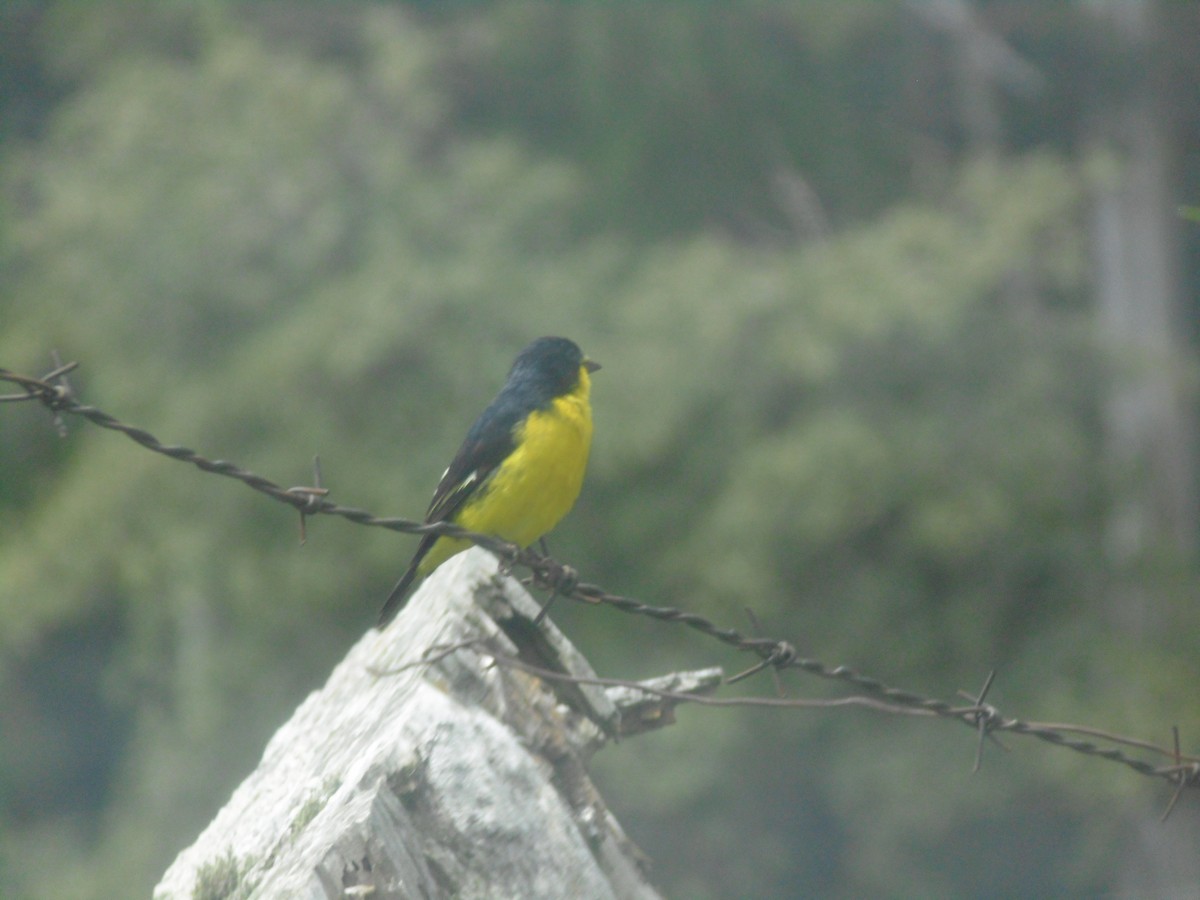 Lesser Goldfinch - ML643296516
