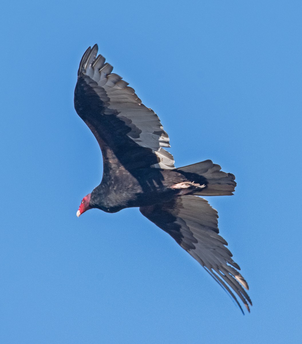 Turkey Vulture - ML643296517