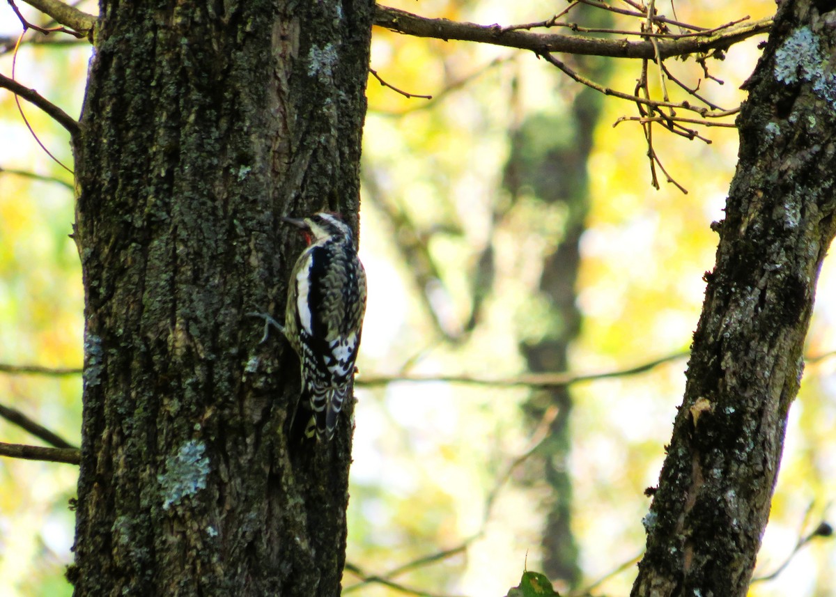 Yellow-bellied Sapsucker - ML643296518