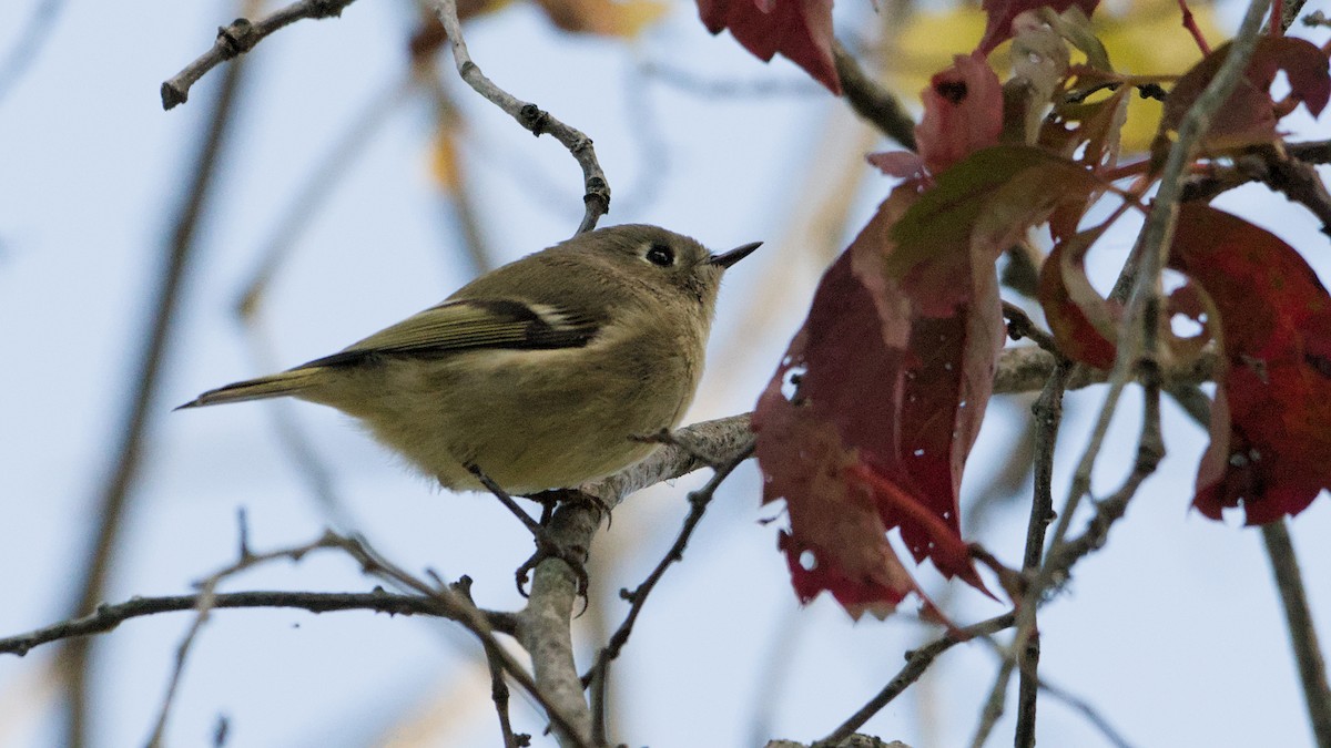 Ruby-crowned Kinglet - ML643296519