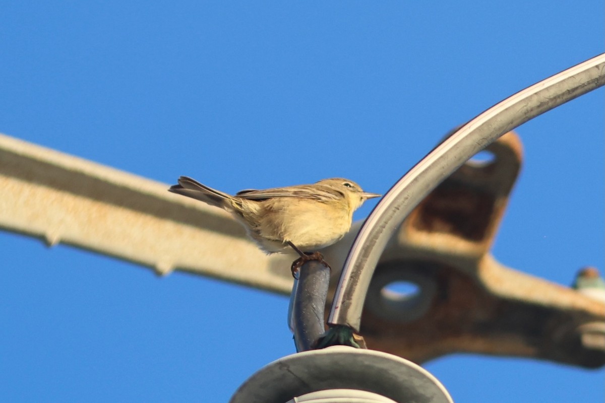 Pine Warbler - ML643296520