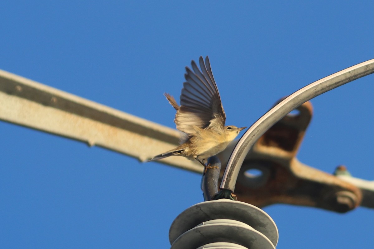 Pine Warbler - ML643296521