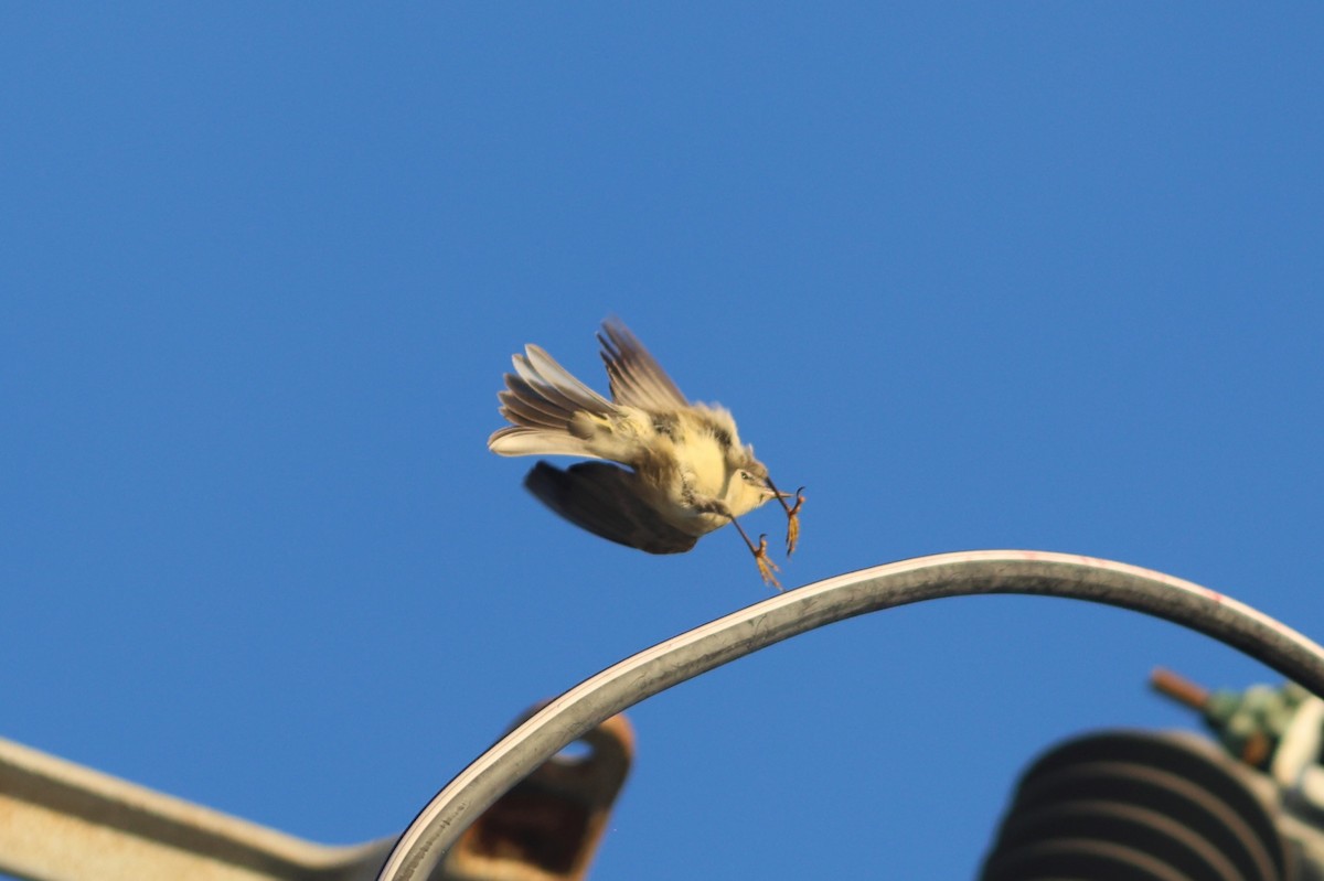 Pine Warbler - ML643296522