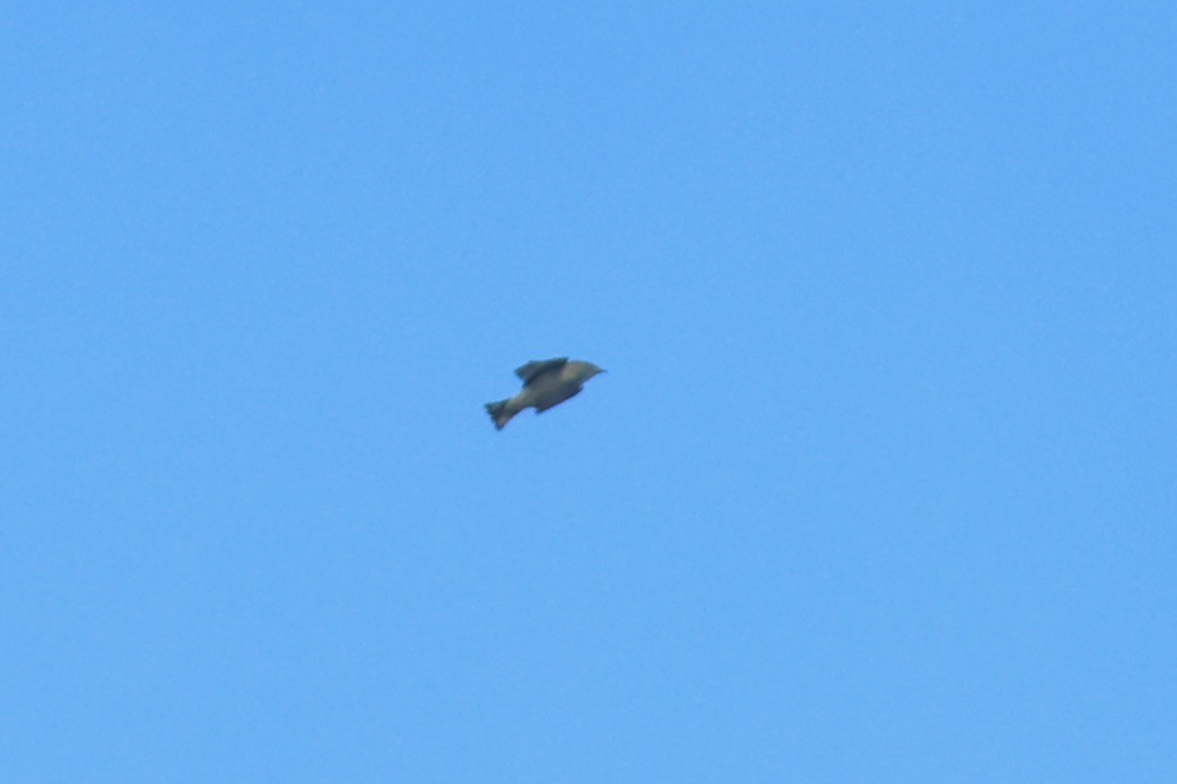 Pine Warbler - ML643296523