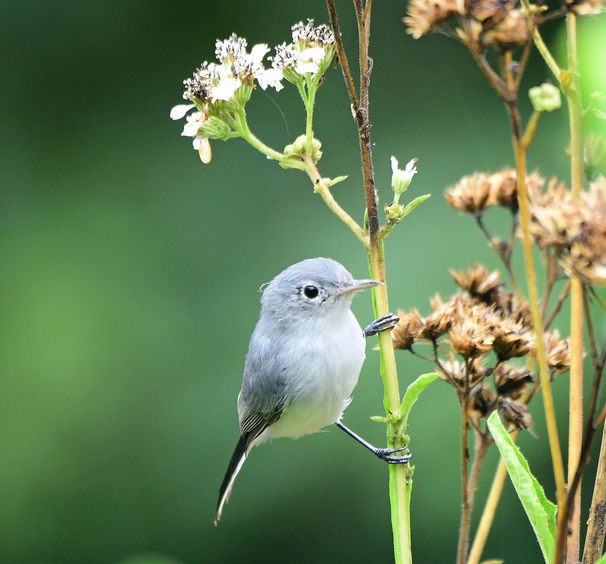 Blue-gray Gnatcatcher - ML643296524