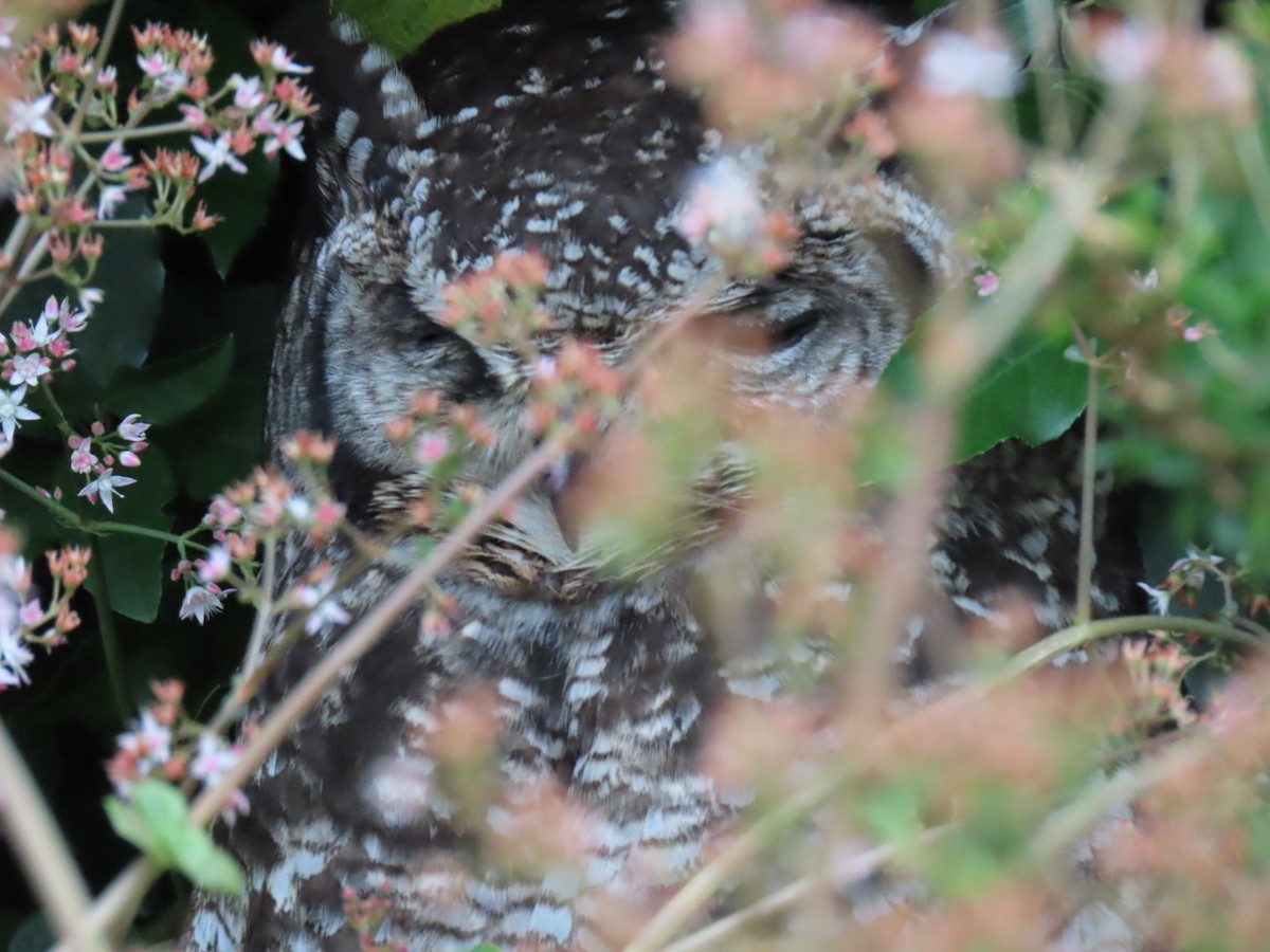 Spotted Eagle-Owl - ML643296526