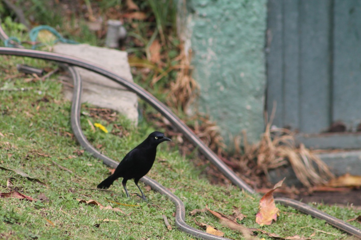 Shiny Cowbird - ML643296527
