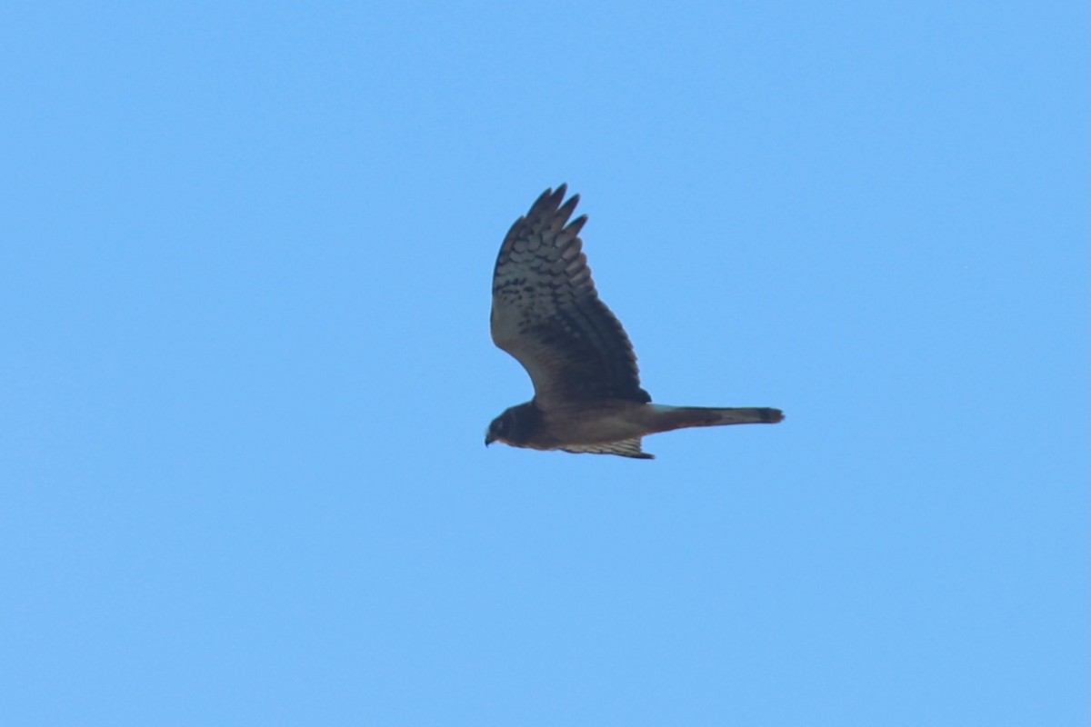 Northern Harrier - ML643296529