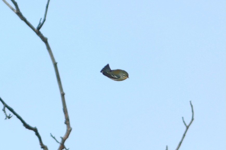 Northern Parula - ML643296532