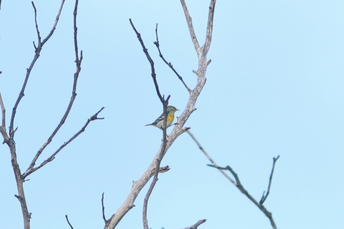 Northern Parula - ML643296533