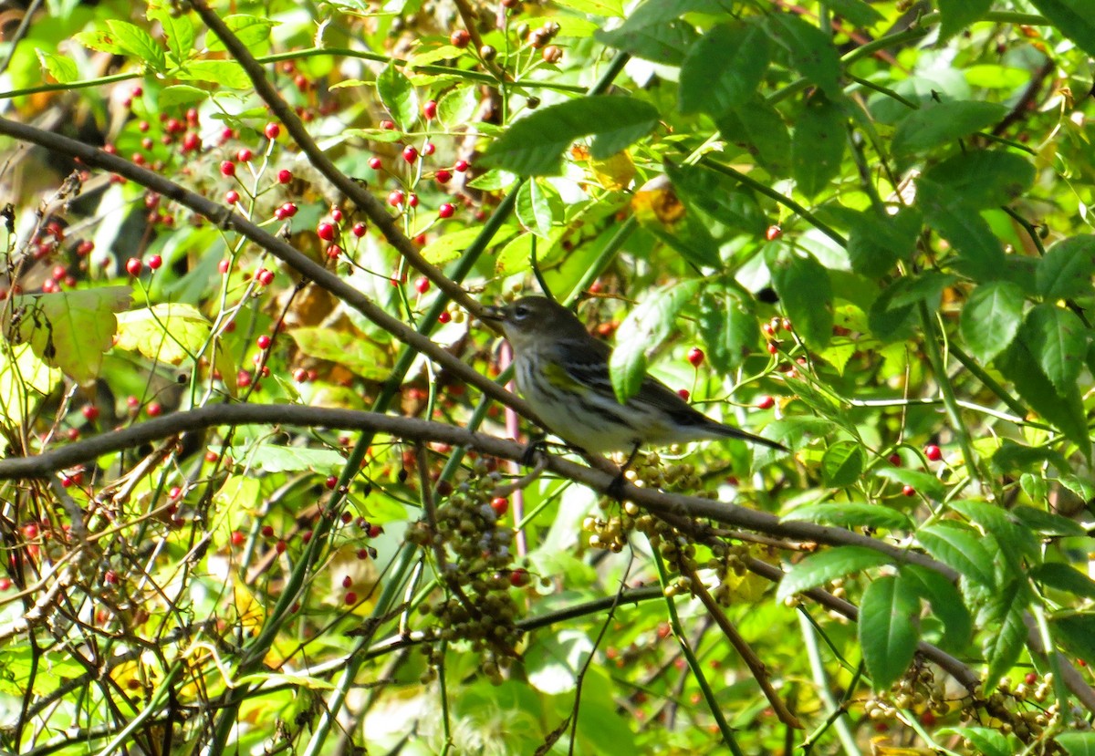 Yellow-rumped Warbler - ML643296534