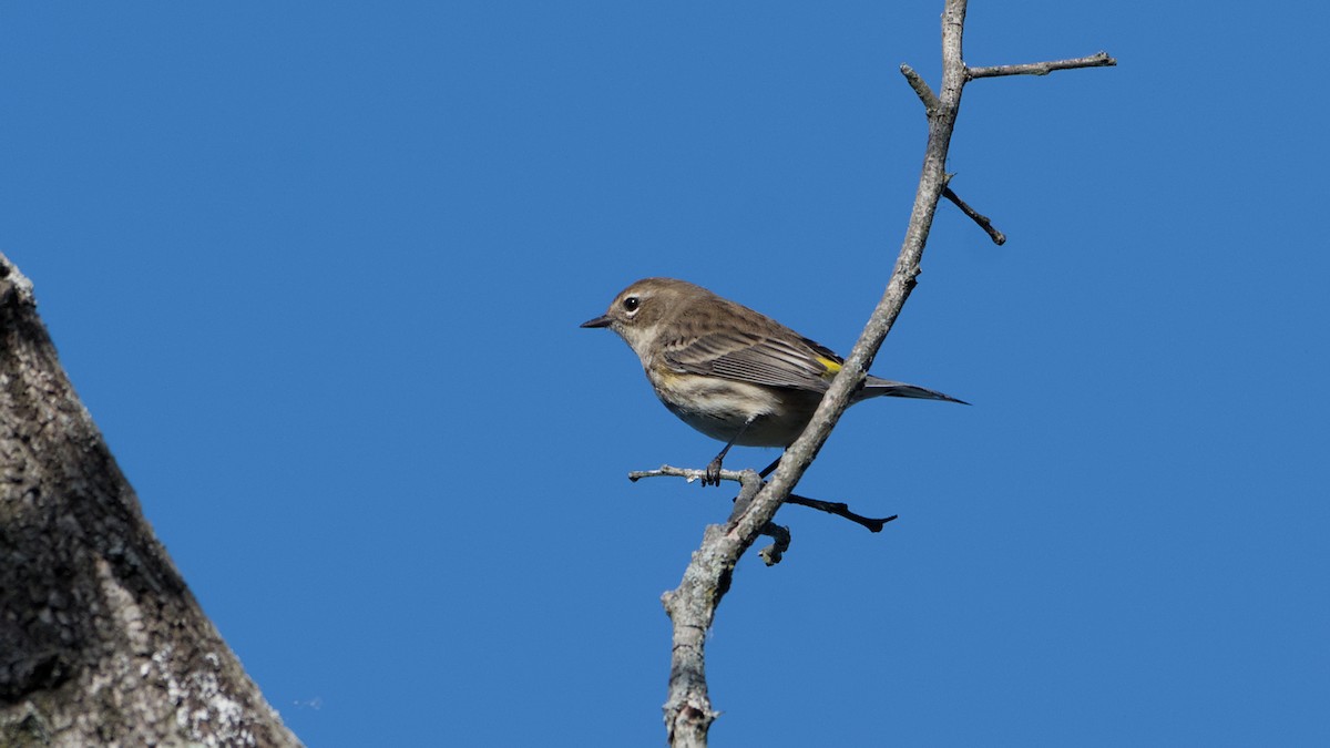 Yellow-rumped Warbler - ML643296544