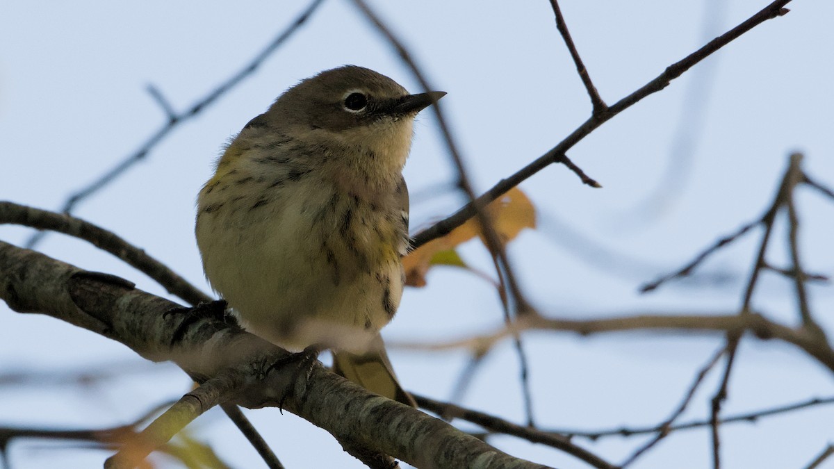 Yellow-rumped Warbler - ML643296546