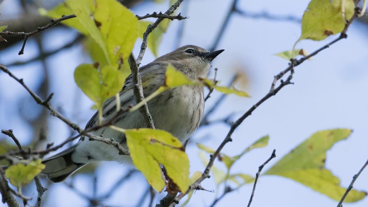 Yellow-rumped Warbler - ML643296547