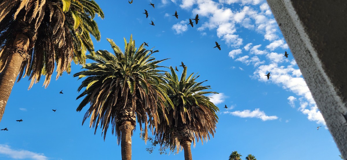 Mitred Parakeet - ML643296549