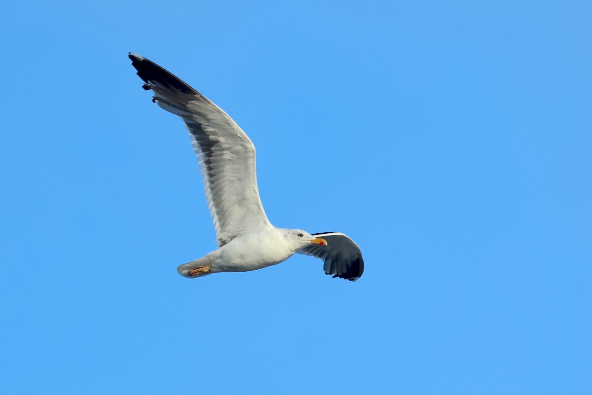 Lesser Black-backed Gull - ML643296554