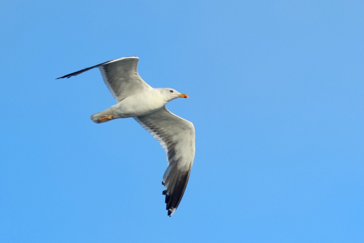 Lesser Black-backed Gull - ML643296555