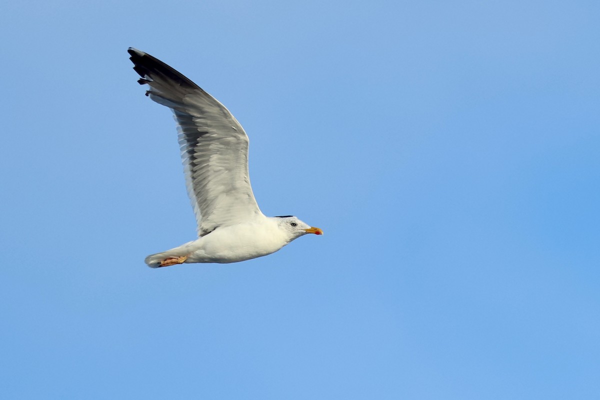 Lesser Black-backed Gull - ML643296556