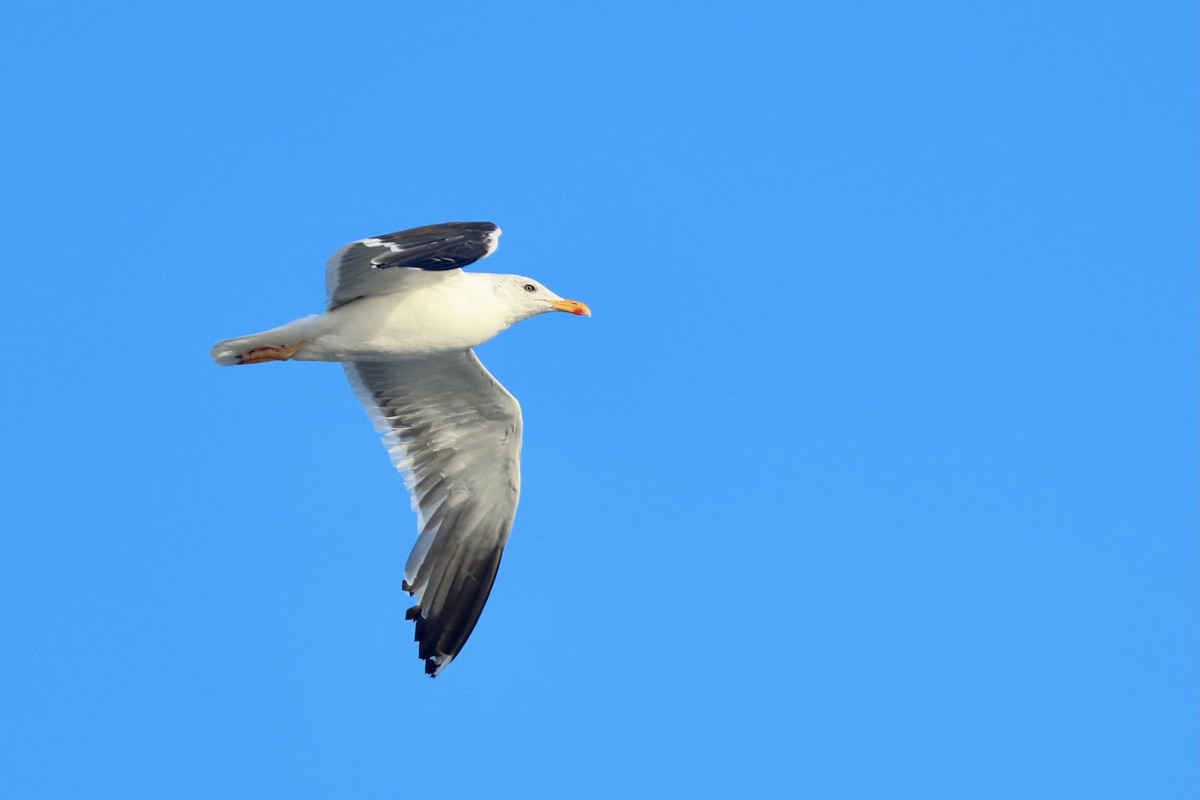 Lesser Black-backed Gull - ML643296557