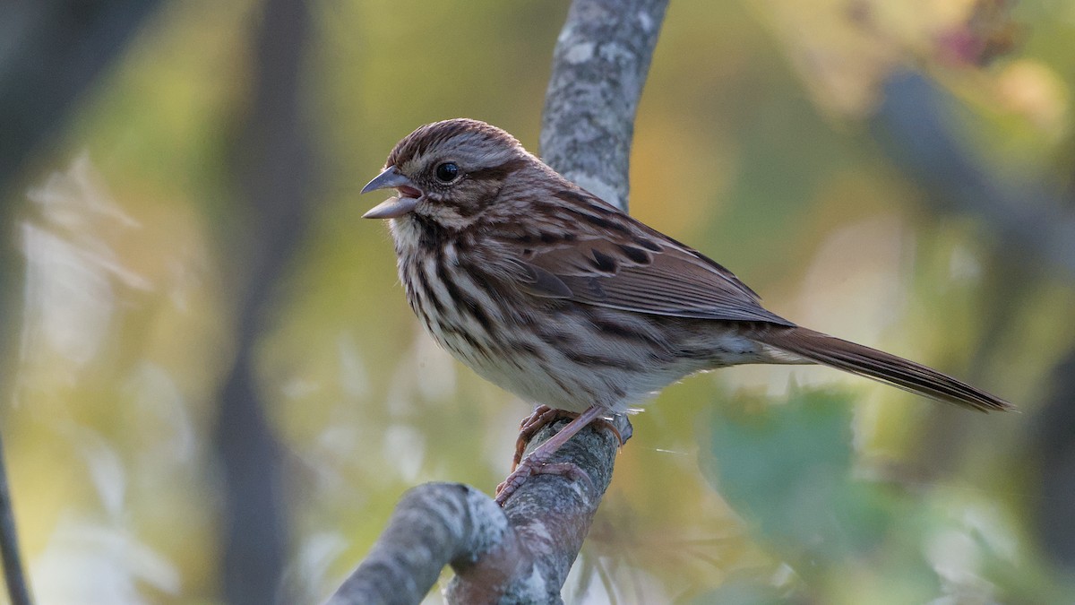 Song Sparrow - ML643296558