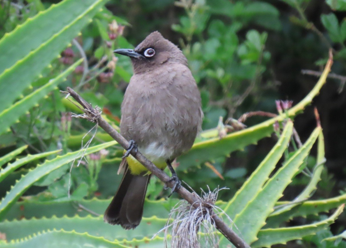 Cape Bulbul - ML643296560
