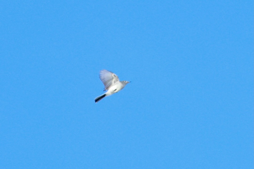 Blue-gray Gnatcatcher - ML643296562