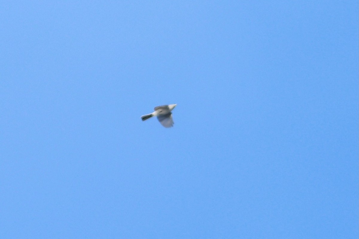 Blue-gray Gnatcatcher - ML643296563
