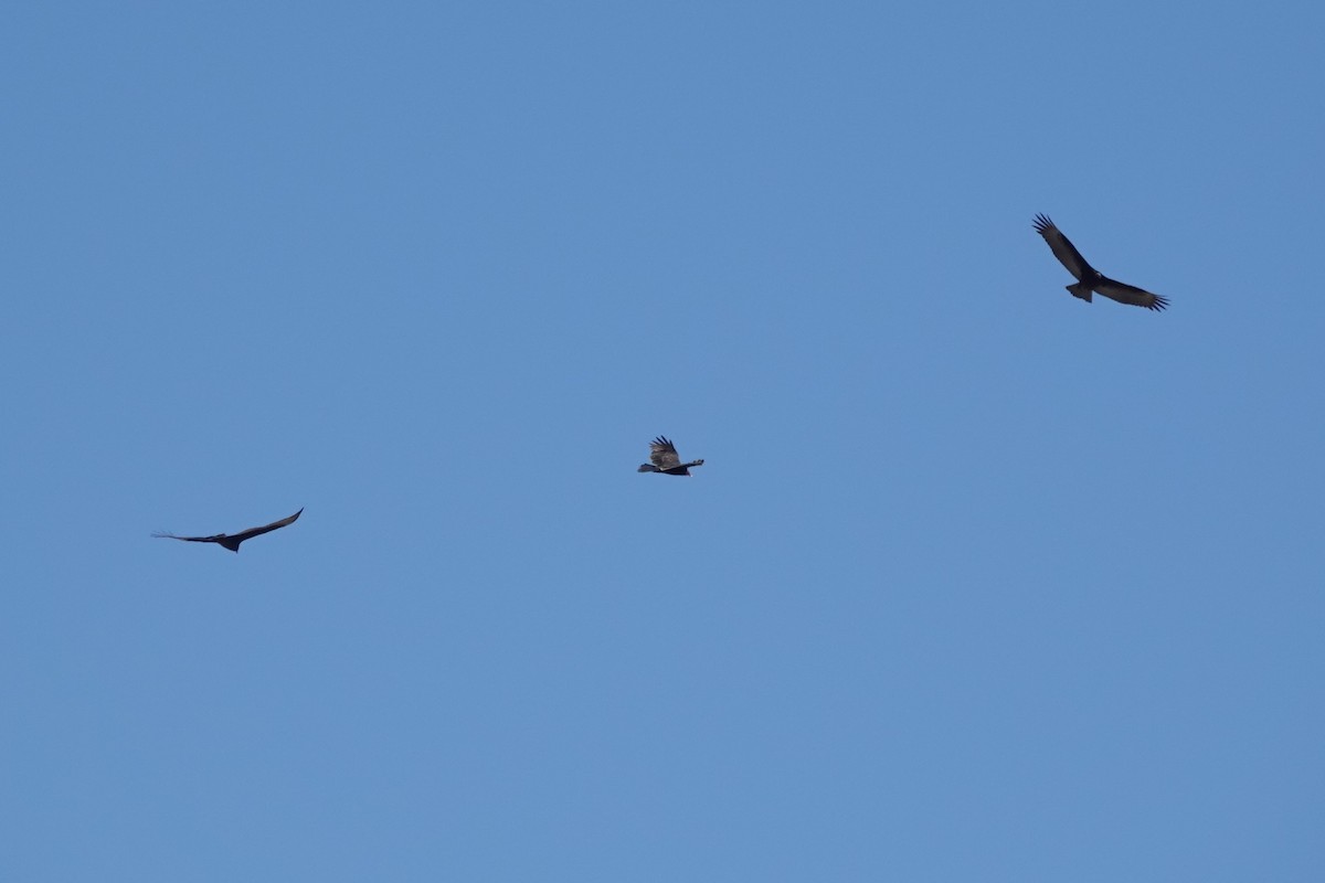 Turkey Vulture - ML643296565