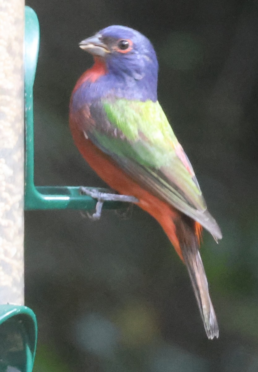 Painted Bunting - ML643296567