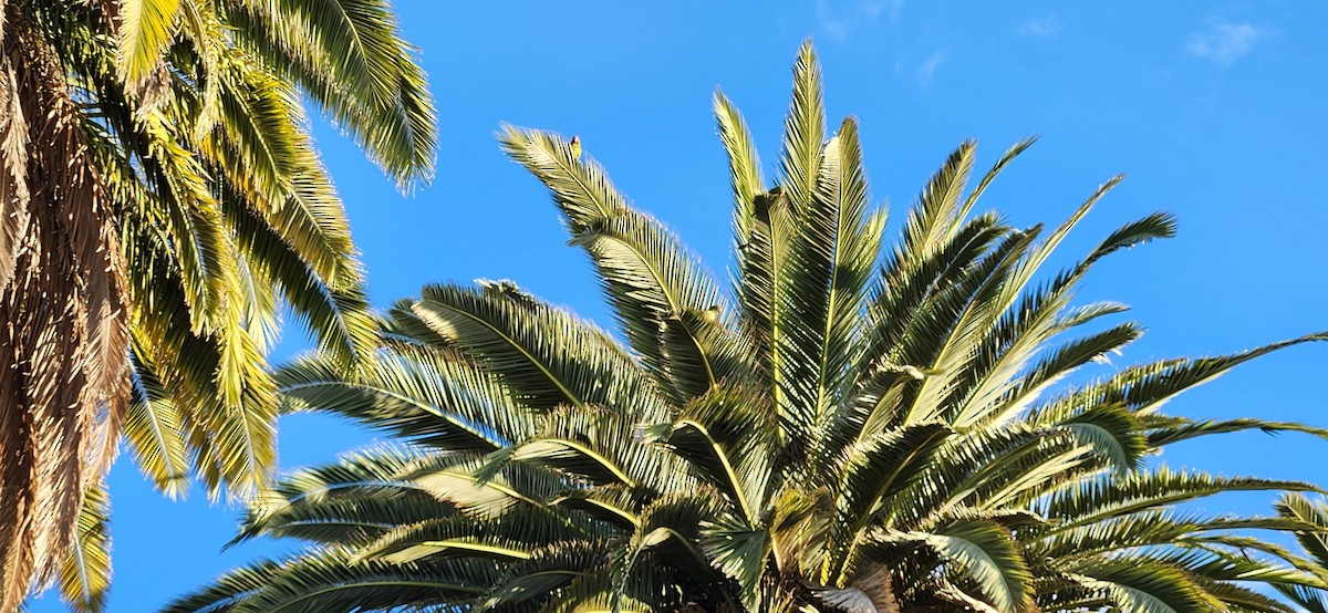 Mitred Parakeet - ML643296575