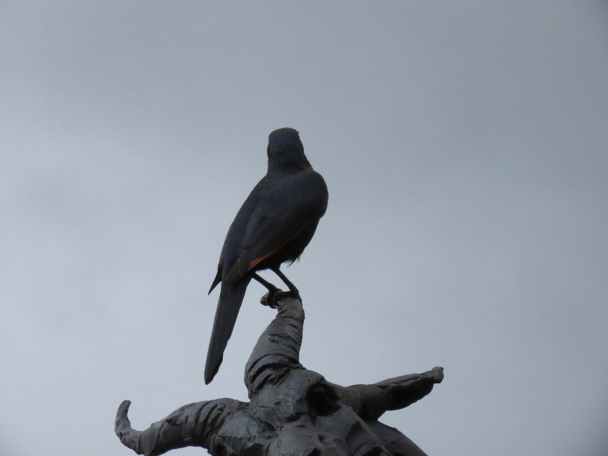 Red-winged Starling - ML643296577