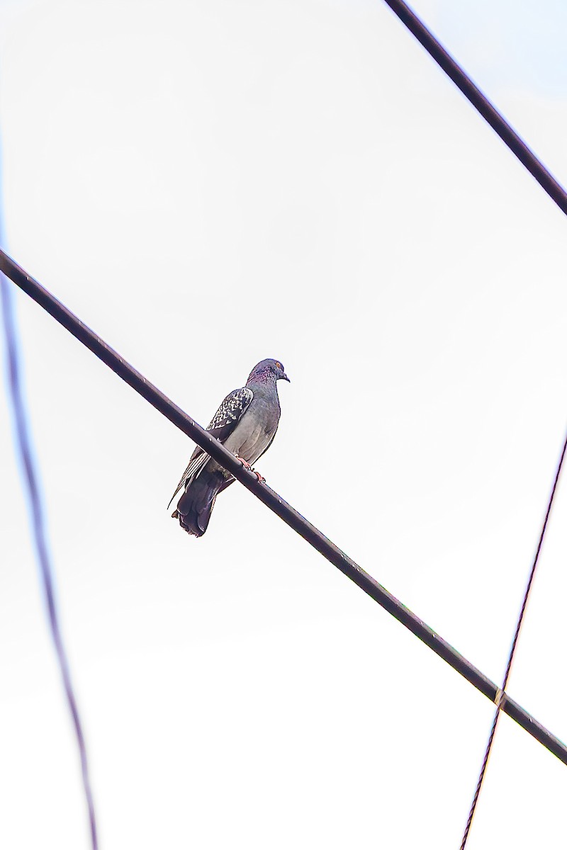 Rock Pigeon (Feral Pigeon) - ML643296582