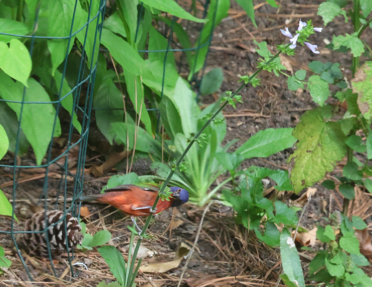 Painted Bunting - ML643296583