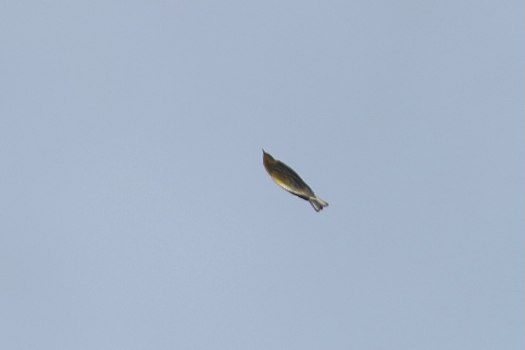 Cape May Warbler - ML643296586
