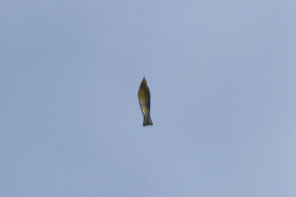 Cape May Warbler - ML643296587