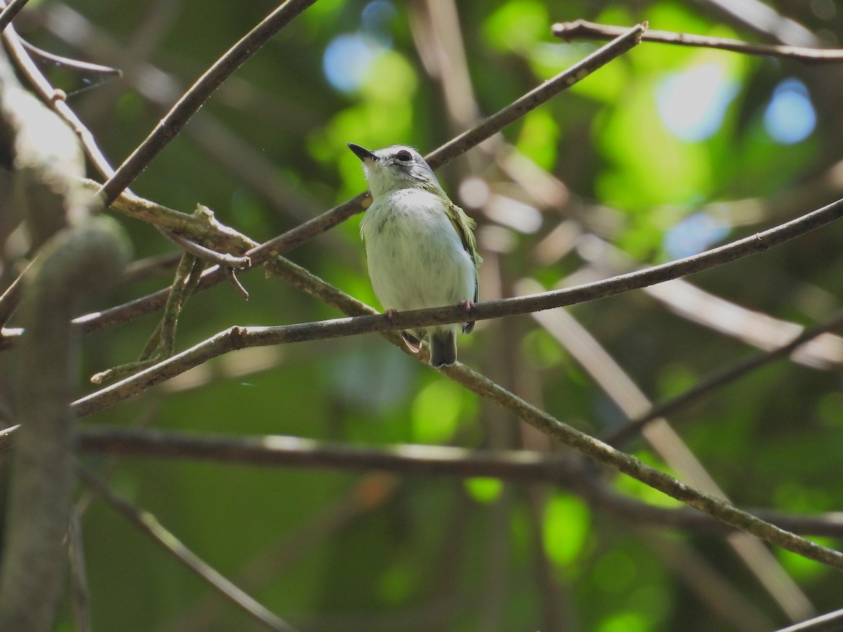 Microtyran à queue courte - ML643296598