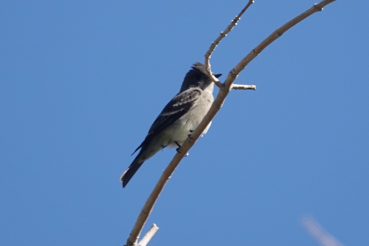 Western Wood-Pewee - ML643296599