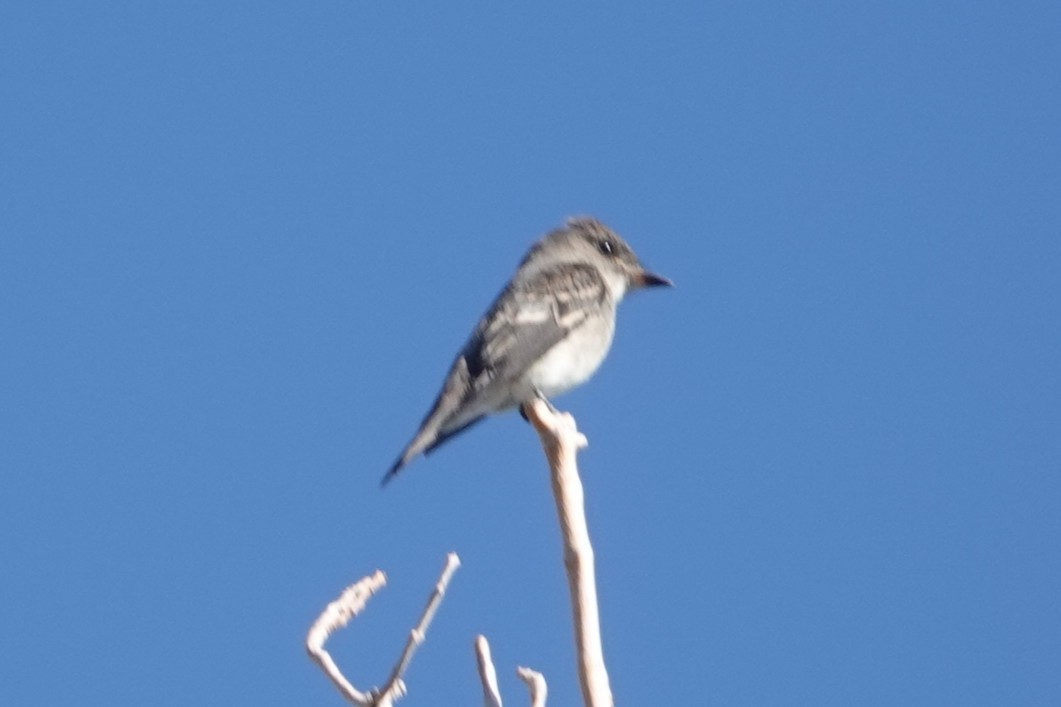 Western Wood-Pewee - ML643296600