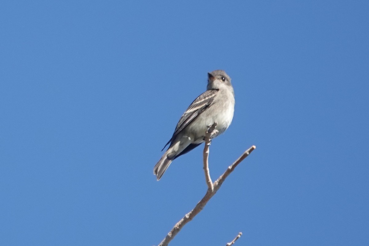 Western Wood-Pewee - ML643296601